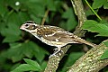 DSC_2919 female rose-breasted grosbeak.jpg