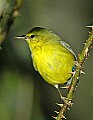 DSC_2927 tennessee  warbler.jpg