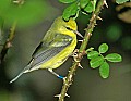 DSC_2928 tennessee warbler.jpg