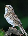 DSC_2931 song sparrow.jpg