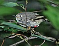 DSC_2938 ruby crowned kinglet.jpg