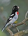 DSC_2952 rose-breasted grosbeak.jpg