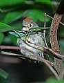 DSC_2971 ruby crowned kinglet.jpg