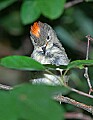 DSC_2973 ruby crowned kinglet.jpg