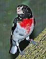 DSC_2977 rose-breasted grosbeak.jpg