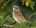 DSC_2982 white thoated sparrow.jpg