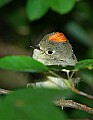 DSC_2985 ruby crowned  kinglet.jpg