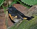 DSC_2995 american redstart.jpg