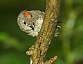 DSC_3010 ruby crowned kinglet.jpg