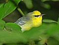 DSC_3020 warbler.jpg