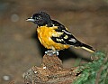 DSC_3031 baltimore oriole.jpg