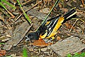 DSC_3053 baltimore oriole hunts for bugs.jpg