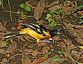 DSC_3072 baltimore oriole turns over bark.jpg