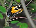 DSC_3079 baltimore oriole.jpg