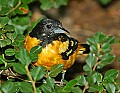 DSC_3086 baltimore oriole.jpg