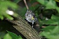 DSC_3101 yellow-rumped warbler.jpg