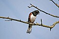 _MG_8460 eastern male towhee.jpg