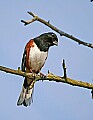 _MG_8460 Male eastern towhee.jpg