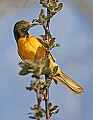 _MG_8474 immature baltimore oriole.jpg