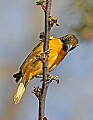 _MG_8476  immature baltimore oriole.jpg