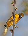 _MG_8476 Orchard oriole.jpg