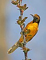 _MG_8478  immature baltimore oriole.jpg