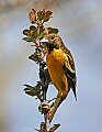 _MG_8481  immature baltimore oriole.jpg