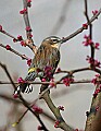 _MG_8482 Yellow-rumped {Myrtle) Warbler.jpg