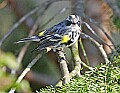 _MG_8483 yellow-rumped warbler.jpg