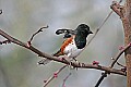 _MG_8485 eastern male towhee.jpg