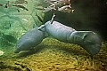 _MG_8496 two manatee.jpg