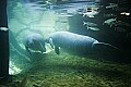 _MG_8504 manatee.jpg