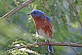 _MG_8505 eastern bluebird.jpg