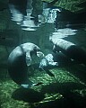 _MG_8508 manatees.jpg