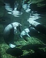 _MG_8510 manatees.jpg