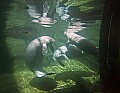 _MG_8510 three manatee.jpg