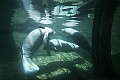 _MG_8516 manatees.jpg