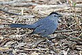 _MG_8528 catbird.jpg