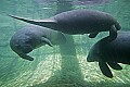 _MG_8533 three manatee.jpg