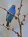 _MG_8550 indigo bunting.jpg