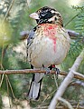 _MG_8565 male rose-breasted grosbeak.jpg