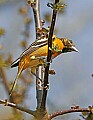 _MG_8571 Orchard oriole.jpg