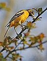 _MG_8576 Orchard  oriole.jpg