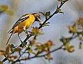 _MG_8576 Orchard oriole.jpg