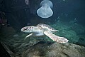 _MG_8600 sea turtle.jpg