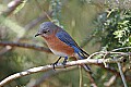 _MG_8605 female eastern bluebird.jpg