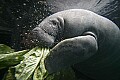 _MG_8605 manatee eating lettuce.jpg