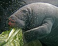 _MG_8609 face on manatee.jpg