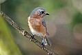 _MG_8620 female eastern bluebird.jpg