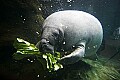 _MG_8623 manatee eating lettuce.jpg